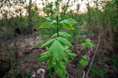 Close-up of fresh green plant in field