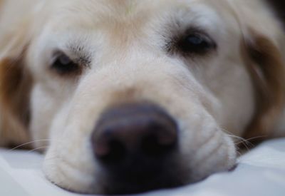 pet