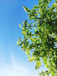 Low angle view of tree against sky