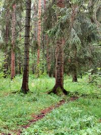 Trees in forest