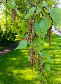 Close-up of fruits hanging on tree