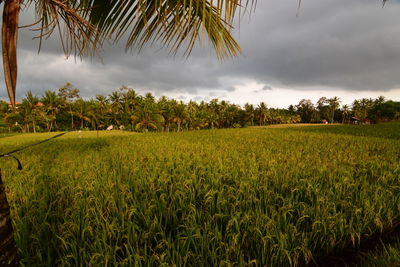 Scenic view of agricultural field against sky