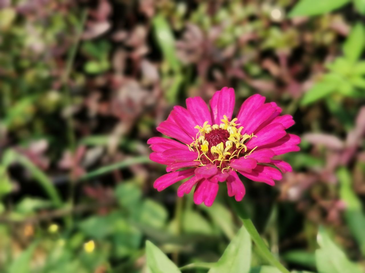 CLOSE-UP OF PINK COSMOS FLOWER ON PLANT