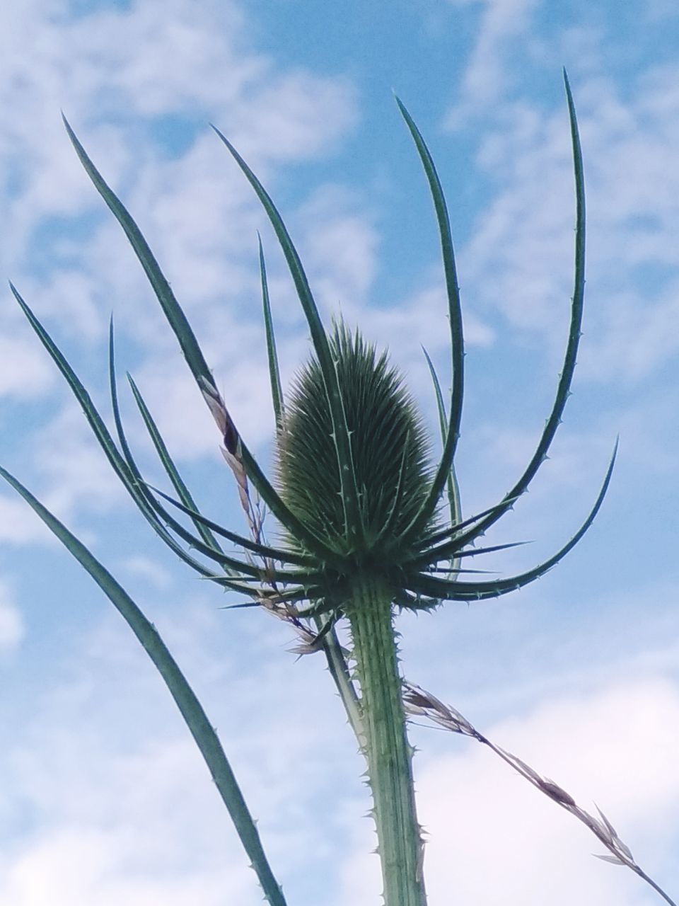 LOW ANGLE VIEW OF PLANT AGAINST SKY DURING SUNSET