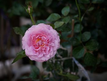 Close-up of pink rose