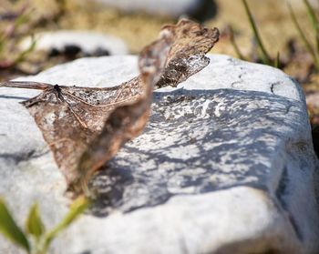 Close-up of lizard on tree trunk