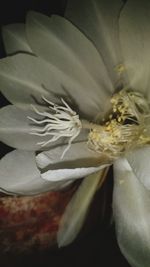 Close-up of white flower