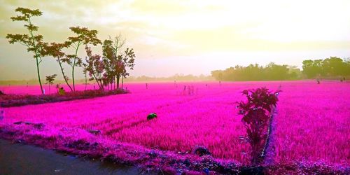 Pink flowering plants on field against sky during sunset