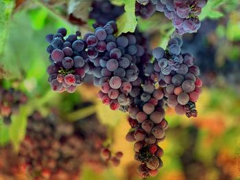 Close-up of grapes growing in vineyard