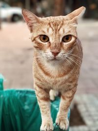 Close-up portrait of ginger cat