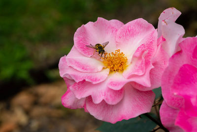 Close-up of insect on pink flower