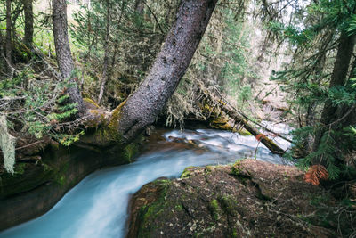River flowing through rocks in forest