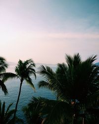 Palm trees by sea against sky