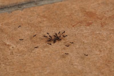 High angle view of ant on the ground