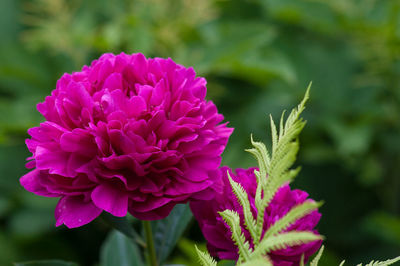 Close-up of pink flowers blooming outdoors