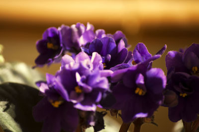 Close-up of purple flower