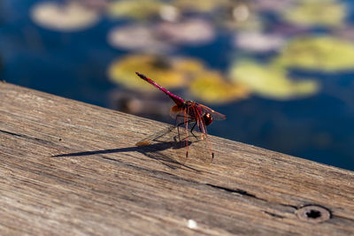 Red draginfly in the city park pond