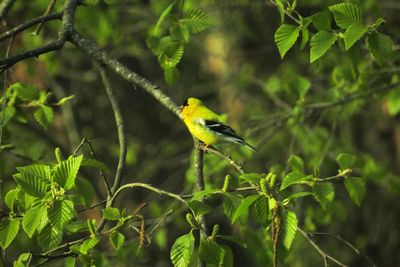 Bird perching on tree branch