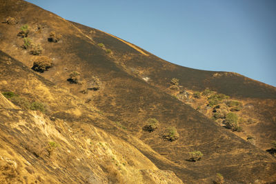 Forest fire damaged mountain