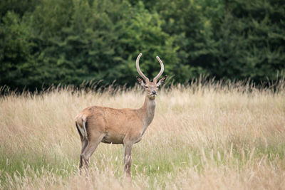 Side view of deer standing amidst plants