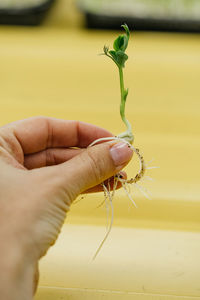 Microgreens growing background with raw sprouts in female hands. fresh raw herbs 