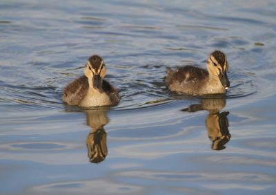 Ducks swimming in lake