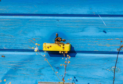 Part of a wooden hive with bees. bees on the hive. apiculture. beekeeping.