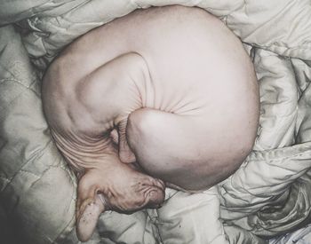 Directly above shot of sphynx hairless cat sleeping on bed