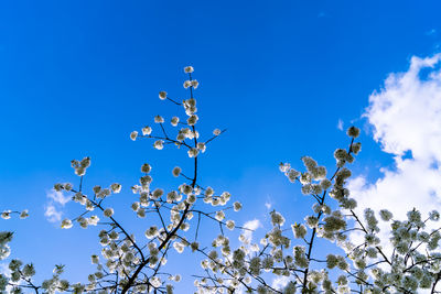 Low angle view of trees against blue sky