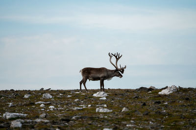 Deer standing on field against sky