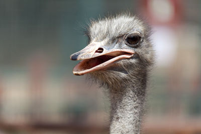 Close-up of ostrich looking away