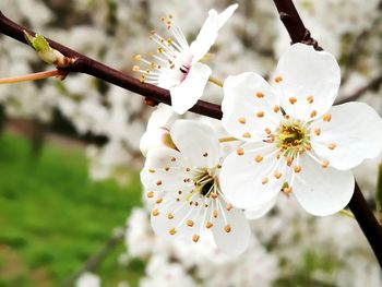 Close-up of cherry blossoms in spring