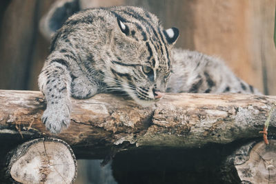 Cat relaxing on wooden log in zoo