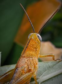 Close-up of butterfly