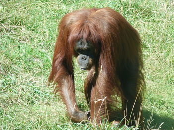 Portrait of a monkey on field