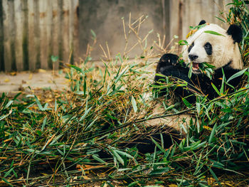 Close-up of iguana on grass