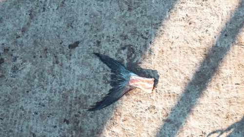 High angle view of fish in sea