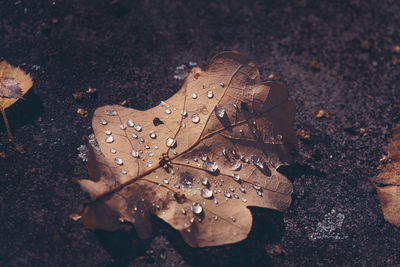 High angle view of raindrops on dry leaves