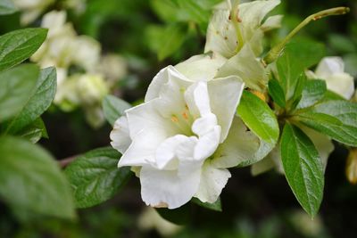 Close-up of flower