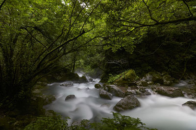 Scenic view of waterfall in forest