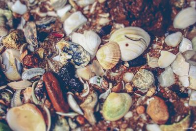 Full frame shot of shells