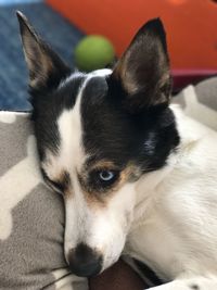 Close-up portrait of dog relaxing on bed at home