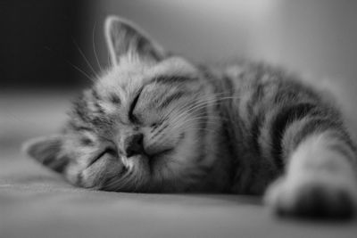 Close-up of cat sleeping