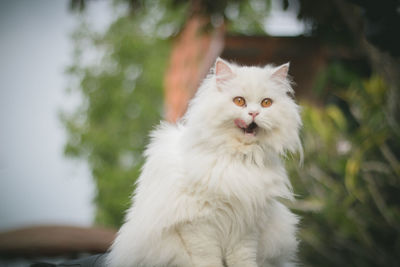 Close-up of white cat sticking out tongue