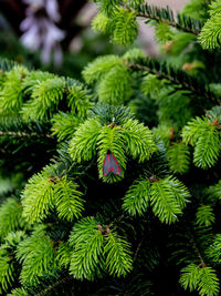 Close-up of green leaves