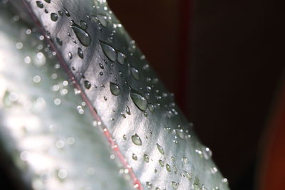 Close-up of water drops on leaf