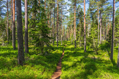 Pine trees in forest