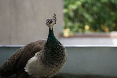 Close-up of peacock