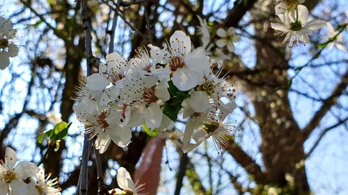 Low angle view of cherry blossoms in spring