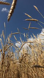 Low angle view of plants against sky